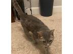 Isis Domestic Shorthair Senior Female