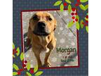 Morgan Hound (Unknown Type) Young Female