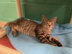 Clam Domestic Shorthair Young Male