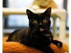 Tipper Domestic Shorthair Adult Female