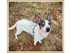 Yimmie Rat Terrier Young Female