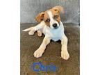 Chris Mixed Breed (Medium) Puppy Male