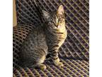 Sisco Domestic Shorthair Young Female