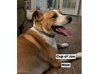 Cup of Joe Staffordshire Bull Terrier Adult Male