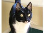 Dianne Domestic Shorthair Adult Female