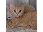Ponytail Domestic Shorthair Young Female