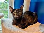 Sierra Mist Domestic Shorthair Young Female