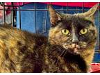 Ember Domestic Shorthair Adult Female