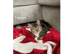Harriet Domestic Shorthair Kitten Female