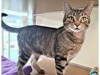 C23-86 Layla Domestic Shorthair Young Female