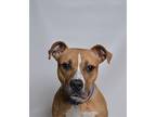 Rufus American Pit Bull Terrier Adult Male
