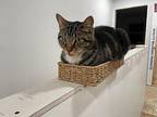 Leo Domestic Shorthair Adult Male