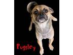 Pugsely Pug Young Male