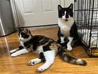 Elizabeth Domestic Shorthair Kitten Female