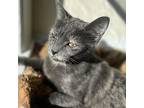 Magnolia / Juniper Domestic Shorthair Adult Female