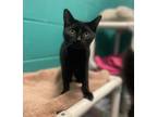 Charcoal Domestic Shorthair Young Female
