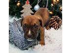 Getty Boxer Puppy Male