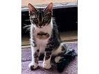 Pounce Domestic Shorthair Young Male