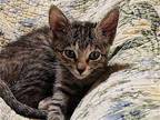 Pickles Domestic Shorthair Young Female