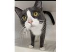 Wilma Flintstone Domestic Shorthair Adult Female