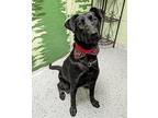 Tinkerbell Labrador Retriever Adult Female