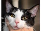 Parker Domestic Shorthair Adult Male