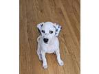 Elle Dalmatian Puppy Female