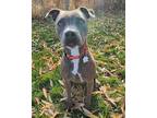 Reign American Staffordshire Terrier Adult Male