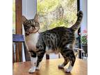 Zayah Domestic Shorthair Young Female