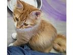 Misty Rose Domestic Mediumhair Kitten Female