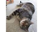 Cassie Domestic Shorthair Adult Female