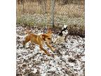 Buddy Hound (Unknown Type) Young Male