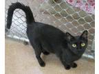 Josephine Domestic Shorthair Adult Female