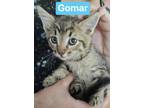 Gomar Domestic Shorthair Kitten Male