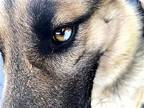 Casey (2 yo, 56lbs) German Shepherd Dog Adult Male