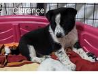 Clarence Border Collie Puppy Male