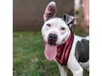 Adopt Reya a White - with Tan, Yellow or Fawn American Staffordshire Terrier /