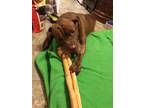 Adopt Sonny a Brown/Chocolate Shar Pei / Pit Bull Terrier / Mixed dog in