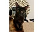 Adopt Elsa #craves-treats a All Black Bombay / Mixed (short coat) cat in