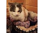 Rockie Domestic Shorthair Adult Male