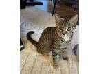 Nova1 Domestic Shorthair Kitten Female