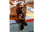 Adopt Sebastian a Black (Mostly) Domestic Shorthair / Mixed (short coat) cat in