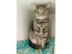 Kaia Domestic Shorthair Adult Female