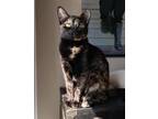 Adopt Callie a Tortoiseshell Domestic Shorthair / Mixed cat in Whitestone