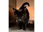 Riley Domestic Shorthair Adult Female