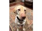 Oakley Labrador Retriever Adult Male