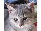 Meatball Domestic Shorthair Kitten Male