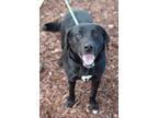 Adopt Troy a Black Labrador Retriever / Mixed dog in Gulfport, MS (37588504)