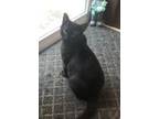 Adopt Daisy a All Black Domestic Shorthair / Mixed (short coat) cat in Locust