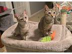 Princess and Ella American Shorthair Kitten Female